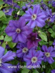 Clematis 'HAPPY BIRTHDAY' ('Zohapbi') 